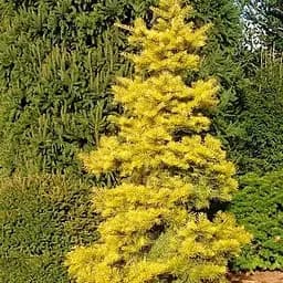 Ялиця одноколірна Agro-Market Wintergold С7.5 висота 60-70 см 188150 1 саджанець в упаковці