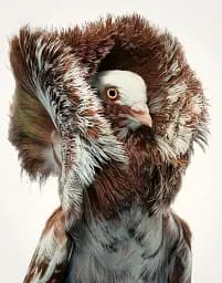 Birds. Photographs - мініатюра 10