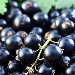 Саженец Agro-Market Смородина черная Санюта (средний срок созревания, высокоурожайный сорт) 1 шт. в упаковке (23396)