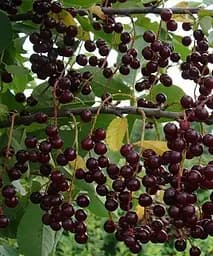 Черемха чорна Сліпа імператриця (The Crazy Empress) (преміальний, лікувальний сорт середнього терміну дозрівання) (47389)