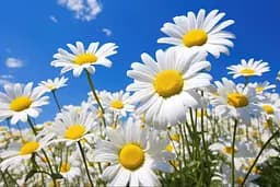 Набір для творчості алмазна картина Сонячні пелюстки Strateg HEG88144, 30x40 см