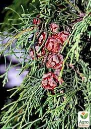 Кіпаріс Гімалайський 3-х річний (Cupressus Torulosa) С1,5 висота 70-80см (176356) 1 саджанець - мініатюра 4