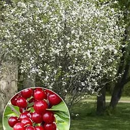 Вишня повстяна на штамбі (вік від 2х років, висота 70-90см) (188845) 1 шт в упаковці