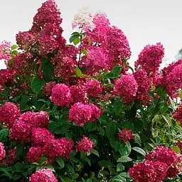 Саженец Agro-Market Гортензия метельчатая красная Красная эйфория (Red Euphoria) (неприхотливый сорт) (103398)