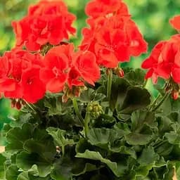 Пеларгонія зональна Compact Line "Signal" (184997) 1 саженец