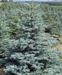 Саджанець Agro-Market Ялина сиза Kaibab (від 125 до 150 см) 1 шт. в упаковці (180156)