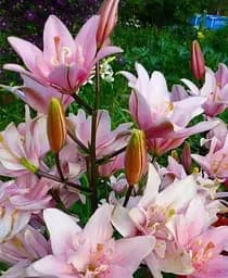 Луковица Agro-Market Лилия Aphrodite 1 шт. в упаковке (20795)