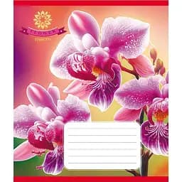 Зошит учнівський "Орхідея" Leader 036-570137K-5 в клітинку, 36 аркушів