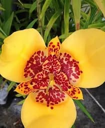 Луковица Agro-Market Тигридия Желтая 5 шт. (19423)