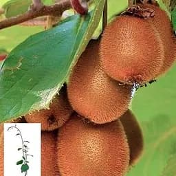 Ківі самозапильний "Блаженство" укорінений у контейнері (саджанець 2 роки) (153306) 1 саджанець в упаковці