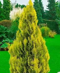 Саджанець Agro-Market Туя західна 2-річна Jantar С3 висота 20-30 см 1 шт. в упаковці (101968)