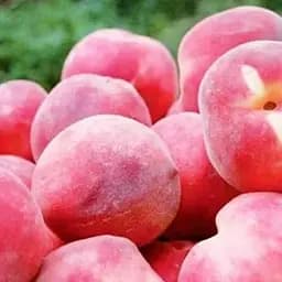 Саженец Agro-Market Персик Эрли ред (летний сорт, ранний срок созревания) (35992) 1 шт. в упаковке