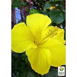 Гибискус комнатный Agro-Market Adonis Yellow (167056) 1 саженец в упаковке комнатный Нидерланды