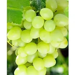 Саженец Agro-Market Виноград Божий Дар (очень ранний срок созревания, большие гроздья массой до 3000 г) (184235) 1 шт.