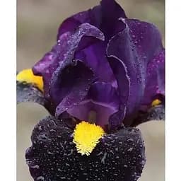 Цибулина Agro-Market Ірис карликовий Kay (114730) 1 шт.