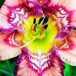 Лілійник "Get Jiggy" (сортовий вкорінений в контейнері С1,2) (186015) 1 саженец