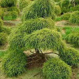 Кипарисовик горохоплодний "Filifera" (ком/сітка) діаметр 50-70см (188441) 1 саджанець