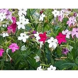 Семена Табак душистый смесь Весна 0.2г (12367)