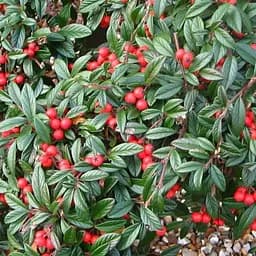 Кизильник иволистный "Parkteppich", С2 (187637) 1 саженец в упаковке