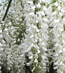 Гліцинія Agro-Market Вістерія Longissima Alba 2-річна висота 50-70 см з Нідерландів 1 саджанець в упаковці (184897)