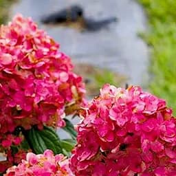 Саженец Agro-Market Гортензия метельчатая Magical Fire вазон Р9 (180928)