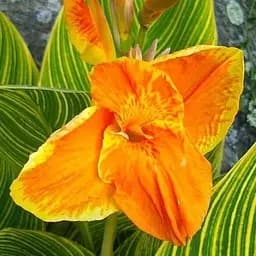 Канна Ряболистая "Gold Ader" (49622) 1 шт