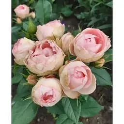Троянда флорибунда Agro-Market Peony Pink Пиони Пінк 1 шт. в упаковці (51249) - мініатюра 3