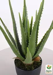 Саджанець Agro-Market Суккулент Aloe Vera 1 шт. в упаковці (51638) - мініатюра 2
