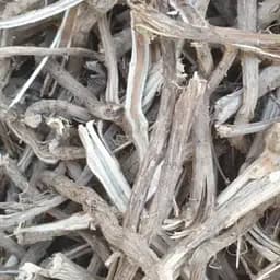 100 г корень травянистой бузины сушеный