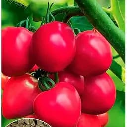 Насіння Весна Томат Примадонна Зіпер 0.5 г (23595)