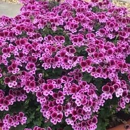 Пеларгонія ароматна Angels Perfume "Lavender" (189811) 1 саженец