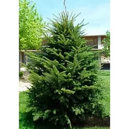 Саджанець Agro-Market Ялиця Європейська біла 5-річна (Abies alba) С5 висота 30-40 см 1 шт. в упаковці (184167)