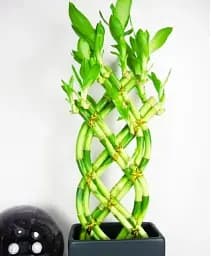 Саджанець Agro-Market Бамбук Сандера Dracaena sanderiana (висота 20-30 см) з Нідерландів 1 шт. в упаковці (134213)