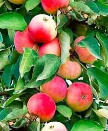 Саджанець Agro-Market Яблуня колоновидна Кумир (осінній сорт, стійкий до хвороб) 1 шт. в упаковці (120435)