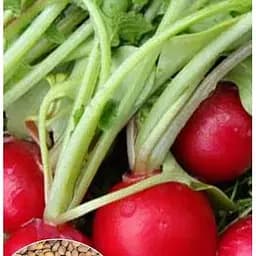 Семена Весна на развес Редис 16 дней цена за 10 г (35761)