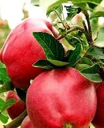 Саджанець Agro-Market Яблуня Роял Ред Делішес (зимовий сорт, пізній термін дозрівання) (40027) 1 шт. в упаковці - мініатюра 3