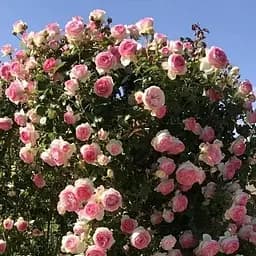 Роза плетистая Agro-Market Cesar саженец класса АА+ высший сорт 1 шт. в упаковке (181419)