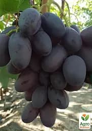 Саджанець Agro-Market Виноград кишмиш Лускунчик (ранній солодкий сорт селекції США) 1 шт. в пакуванні (182238) - мініатюра 2