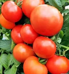 Насіння Весна на вагу Томат Фініш ціна за 1 г (178395)
