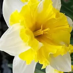 Нарцисс "Cassata" (186346) 2 шт