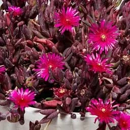 Делосперма темнолистная (цветущий суккулент) Desert Dancers Purple (187830) 1 саженец в упаковке