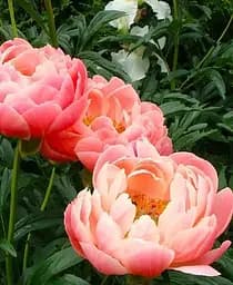 Саджанець Agro-Market Півонія трав'яниста Coral Sunset 1 шт. в упаковці (181253)