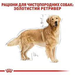 Сухий корм для дорослих собак породи Золотистий ретрівер Royal Canin Golden Retriever Adult, 3 кг (3970030) - мініатюра 3