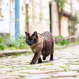 Набір для котів Шлея-повідець Max & Molly Harness Leopard Pink 1 розмір  - мініатюра 3