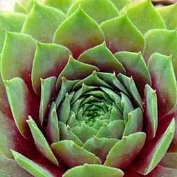 Саджанець Agro-Market Молодило кулясте Paint Ladi (48349)