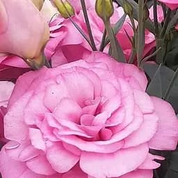 Эустома махровая "Mariachi Misty Pink" укоренена в контейнере Р9 (50682) 1 саженец