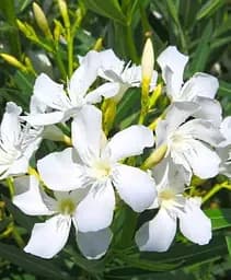 Саженец Agro-Market Олеандр белый Soeur Agnes С10 высота 130-150 см (180160) 1 шт. в упаковке