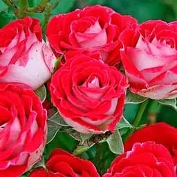 Троянда дрібноквіткова (спрей) Agro-Market Іль Міо Il Mio саджанець класу АА+ вищий сорт 1 шт. в упаковці (103456)