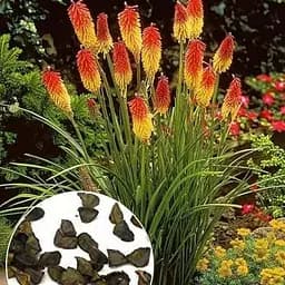 Кніфофія "Фламенко" (зіпер) Весна 0.2г (183418)