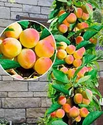 Саджанець Agro-Market Абрикос колоновидний Первайс 1 шт. в упаковці (52680)